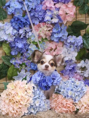 20250629トキくん